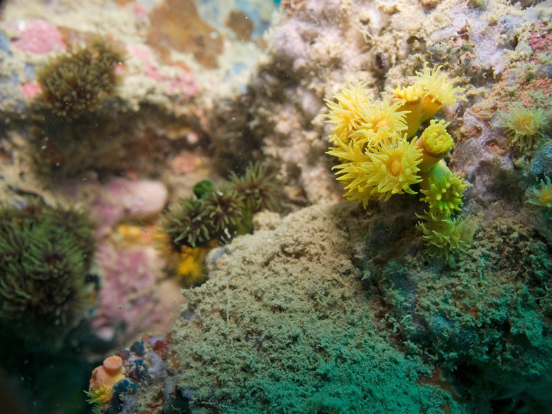 Polyp, Marine Park